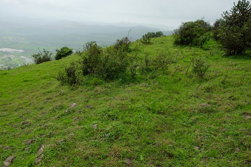 Hillside Weed Whacking
