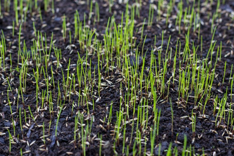 Grass Growth in Spring