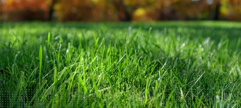 Weekly Lawn Maintenance