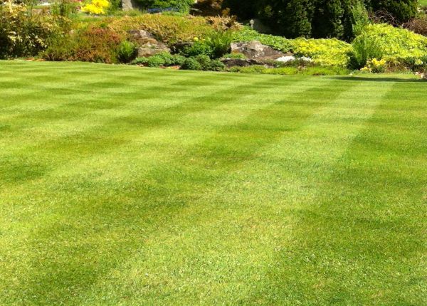 Cost of Commercial Grass Cutting in Glen Burnie