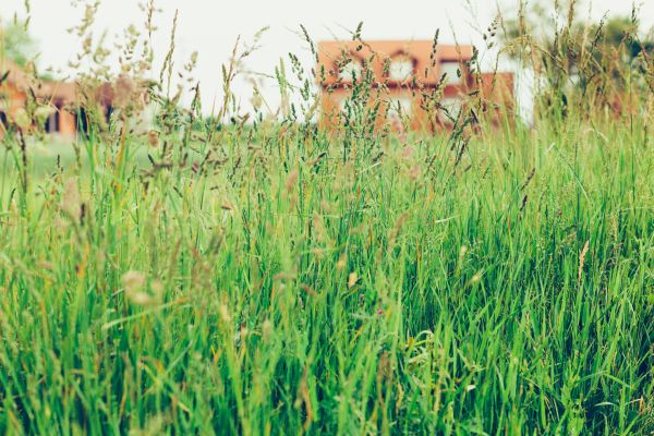Cost of Tall Grass Cutting in Glen Burnie