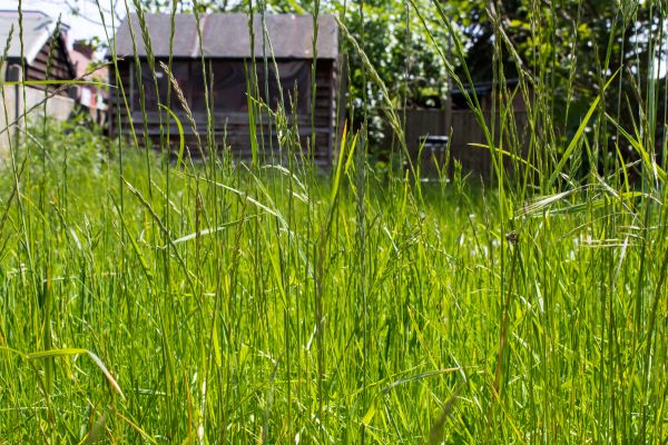 Cost of Overgrown Lawn Trimming in Glen Burnie