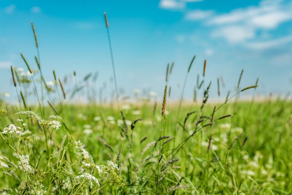 Cost of High Grass Trimming in Glen Burnie