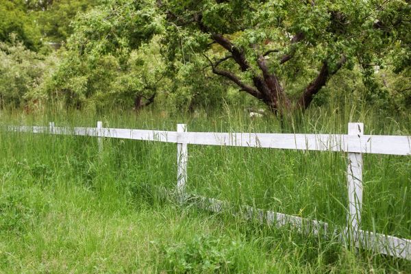 Cost of Fence Line Trimming in Glen Burnie