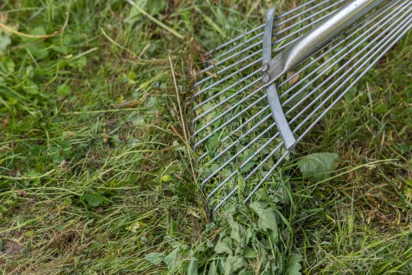 Thatch Raking in Glen Burnie